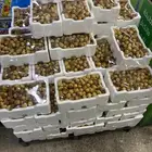 تمر روثانن فاخر ب25
