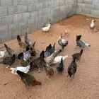 دجاج فيومي ذهبي وشبابي