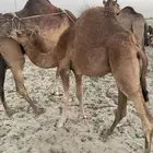 قعود لباني