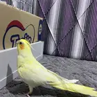 انثى كروان لاتينيو