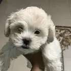 كلاب للبيع المعروضين بالفيد