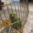 طير دره عمره سنيتين