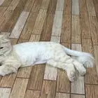 بسة شيرازي عمرها سنه ونص تقريبا للتبني