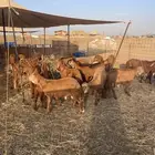 سواكن حمري مرابي درجه اولى