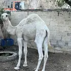 حاشي