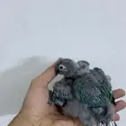 فرخ كنيور بلو شيك تم البيع