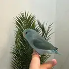 للبيع ميني روز بارتوليت