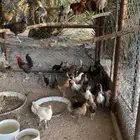 دجاج بياض وديوك فحول شرط التلقيح