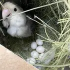 زوج روز تحته بيض