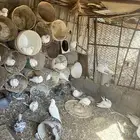 حمام فرنسي وباكستاني و بلدي