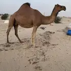 لقحه دهماء((تم البيع))