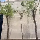 اشجار ظلال احجام كبيره الرياض