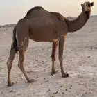 بكره سنها جذعه حايل التصاق رحم