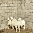 بهم حري