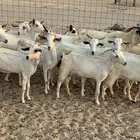 للبيع معزا بيشيات مواليد( تم البيع