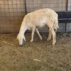 رخل ثنيه مضرع