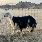 طلي نجدي جدع