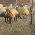 خرفان نعيم
