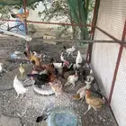دجاج