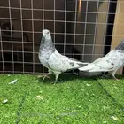 زوج باكستاني شت والا