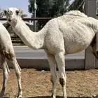 قعود باتلي جده حاكم بن قريع وسليم من العذاريب