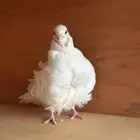 جوز اناث حمام كشكشي منتجه ((تم البيع ))