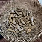 عود موروكي طبيعي محسن