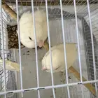 جوز روز البينو منتج تحته بيض (مكينه انتاج ماشاءالله)