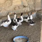اعرض لكم وز بلدي مضمون