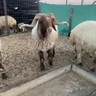 سلام عليكم ورحمة الله وبركاته