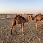 حشو للبيع اعمارها 8شهور