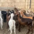 تيوس ورحال للبيع