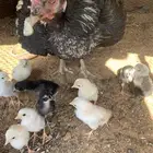 للبيع دجاج باكستاني العدد 27 دجاج مع اديك عددهم 8