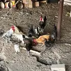 دجاج بياض للبيع جمله