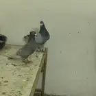 جوز زاجل بعياله