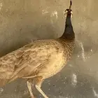 اناثي طاووس بيريل