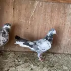 انثتين وا ذكر