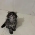 قطط شيرازي للبيع