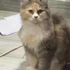 قطط شيرازي