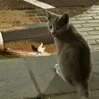 قطة بسه مفقودة في حي المروج ينبع