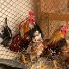 دجاج عربي قديم