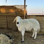 حرياه حرشاء