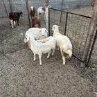 تم البيع