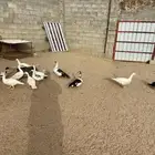 بط للبيع العدد24