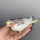 فرخ كروان لاتينو عيون حمر