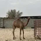 قعود مفرود اصفر طيب عمره ست شهور