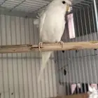 زوج بادجي هوقو البينو