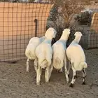 طليان رفد ذبايح