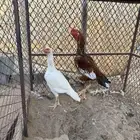 زوج سندي (تم البيع)