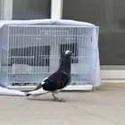 حمامة ضايعة في الدمام